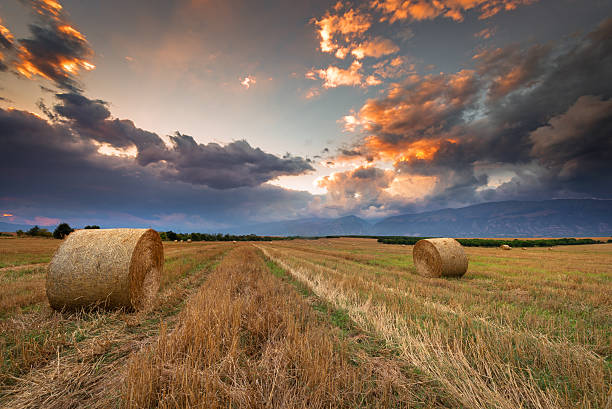 istock Sunset over farm field with hay bales. 598131906