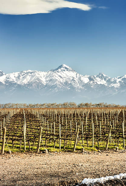 istock Mendoza, vineyards land 598132506