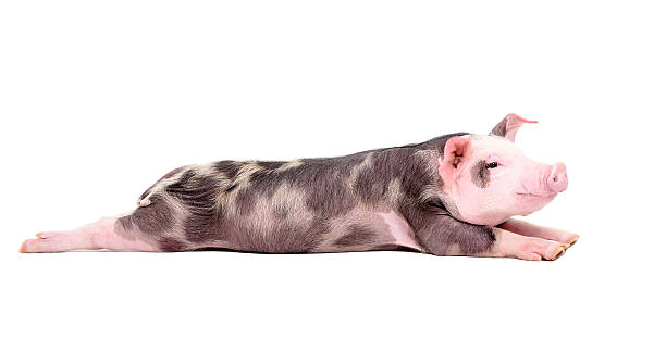 istock Funny piglet is stretching his hind legs 598132618