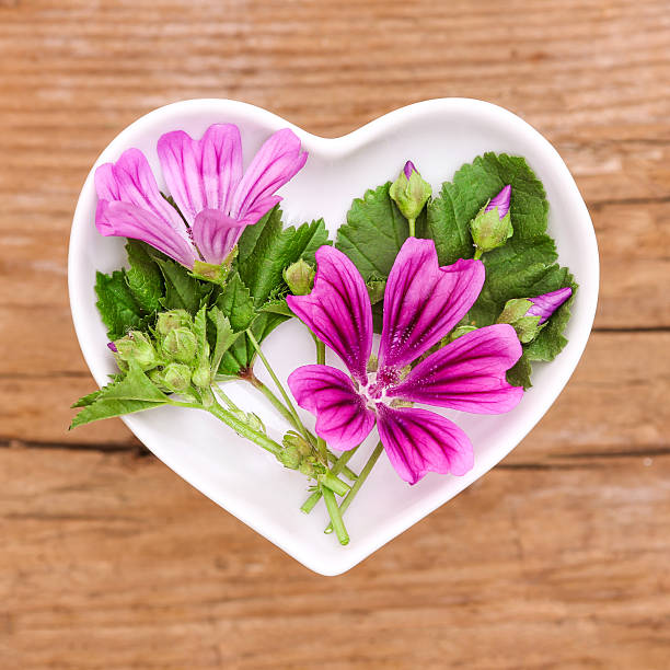 istock Homeopathy and cooking with mallow 598134664