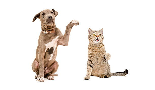 istock Funny puppy pit bull and  cat Scottish Straight 598134850