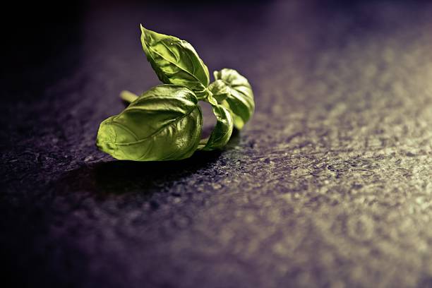 Basil Leaves stock photo