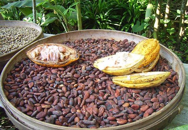 istock Cocoa pods and beans Bali 598135850