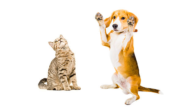 istock Funny  Beagle dog and cat Scottish Straight 598136268