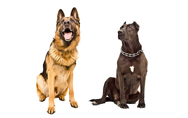 istock German Shepherd and Staffordshire terrier curious looking up 598138818