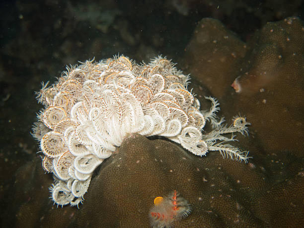 istock closed up the feather star in Myanmar divesite 598138886