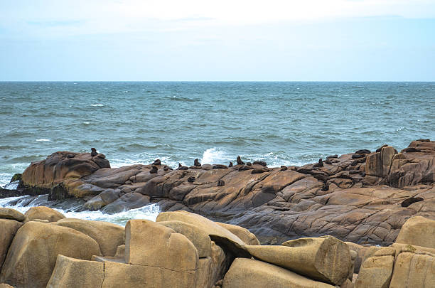 istock Sea Lions in Cabo Polonio 598139446