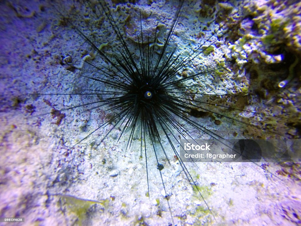 Black long spine urchin A black long spine urchin (Diadema setosum) resting on a rock. View of orange, yellow, blue ring around its prominent anal papilla and extremely long, hollow black spines that are venomous spotted in the Mediterranean sea. Diadema Setosum Stock Photo