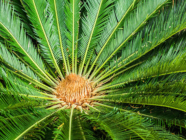 istock cycad in chiangmai Thailand 598140286