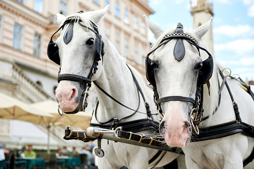 Horse-drawn carriage ( Fiacre) waiting for a tourists in the old city in Vienna, Austria