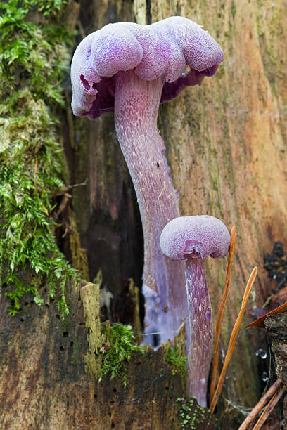 자주졸각버섯-식용 머시룸 - 자주졸각버섯 뉴스 사진 이미지