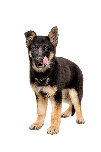 istock German Shepherd puppy standing licking his lips 598141810