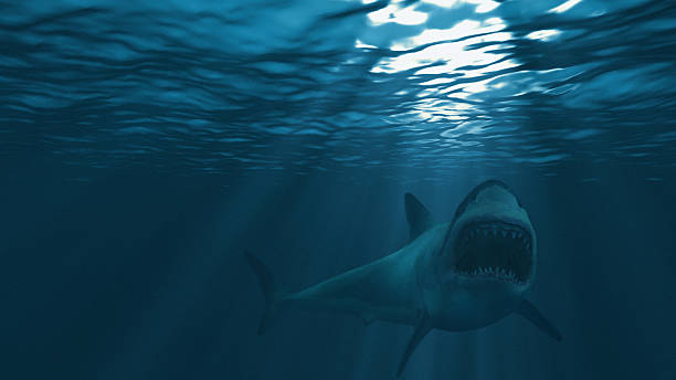 Great white shark, mouth stretched just before attacking Great white shark, mouth stretched just before attacking great white shark stock pictures, royalty-free photos & images