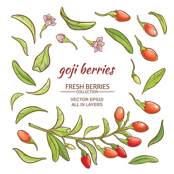 illustrazioni stock, clip art, cartoni animati e icone di tendenza di goji berry vector set - wolfberry berry fruit lycium asian culture