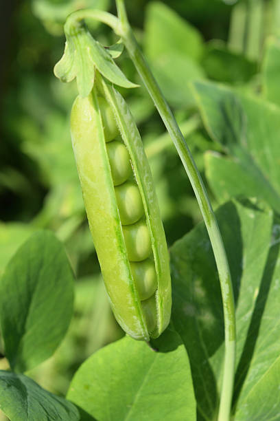 offene erbsenhülse auf einem stiel wächst - green pea pea pod sweet food freshness stock-fotos und bilder