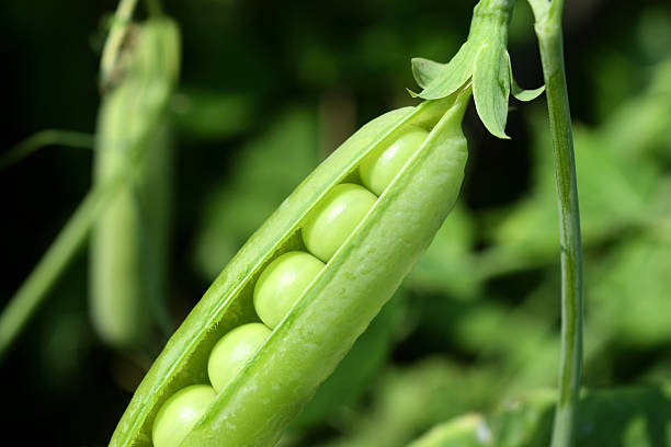 erbsenschote auf einem stiel, der im gemüsegarten wächst - green pea pea pod sweet food freshness stock-fotos und bilder