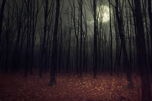 forest Moon light in darkness autumn forest. Beauty nature background moonlight photos stock pictures, royalty-free photos & images