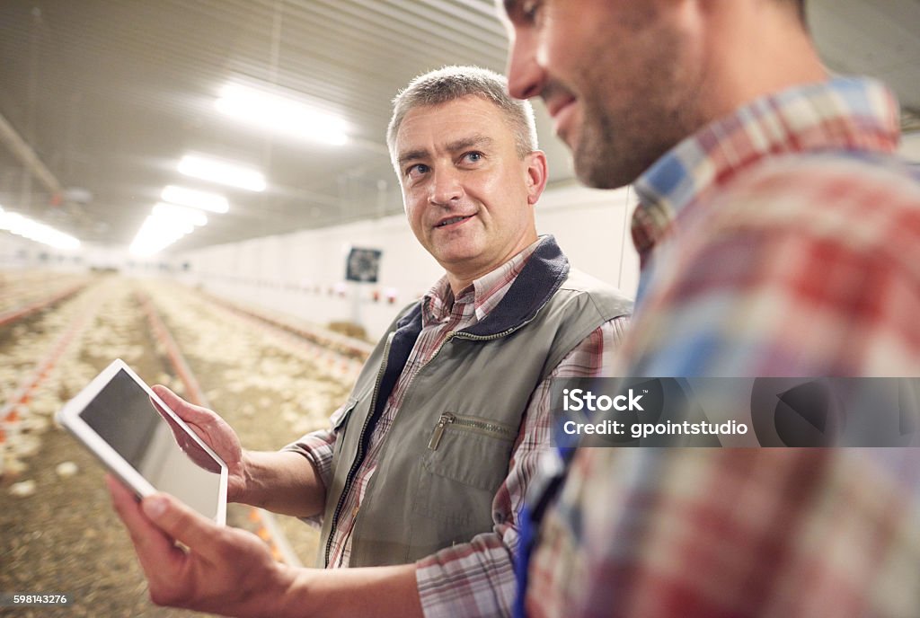 Digital technology used in chicken coop Farmer Stock Photo