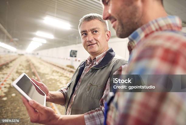 Digital Technology Used In Chicken Coop Stock Photo - Download Image Now - Farmer, Agriculture, Farm