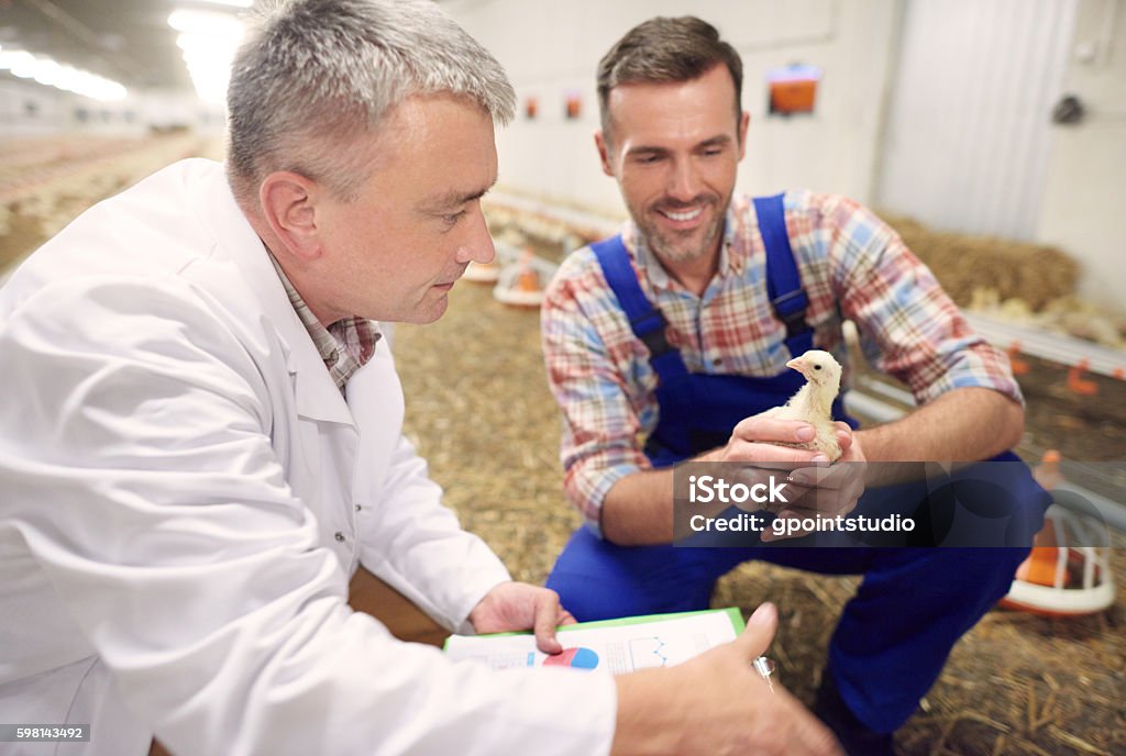 Contrôle vétérinaire de la santé du petit poulet - Photo de Vétérinaire libre de droits