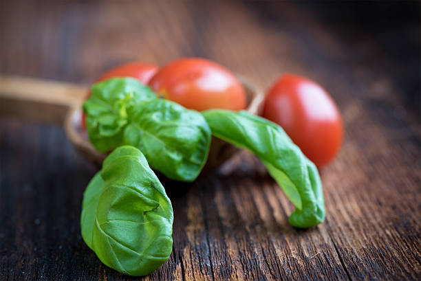 Basil Leaves with Tomatoes stock photo