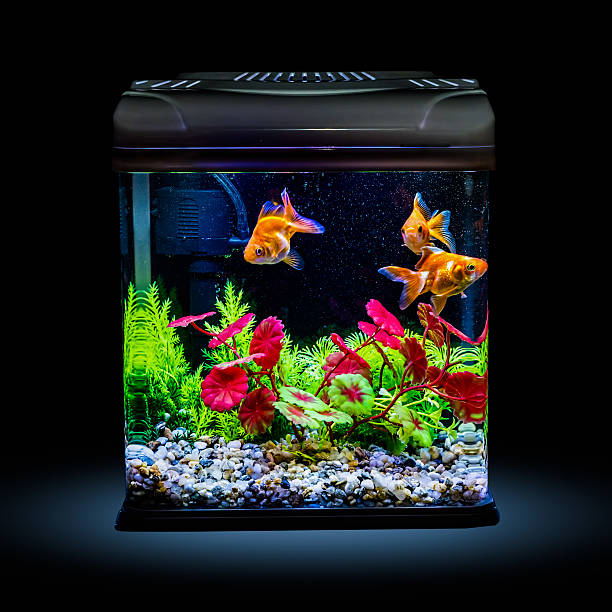 istock Goldfish in a night illuminated aquarium 598144424