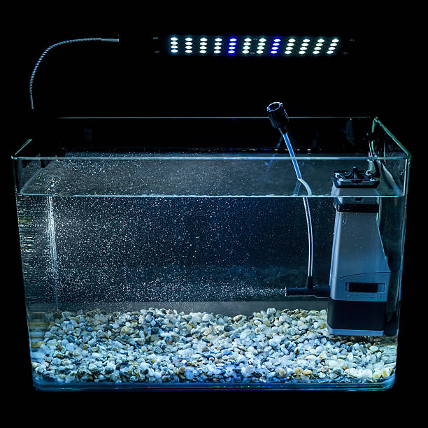 Goldfish in a night illuminated aquarium stock photo