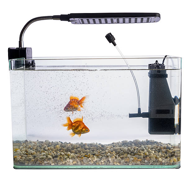Goldfish in a daylight water tank (aquarium) stock photo
