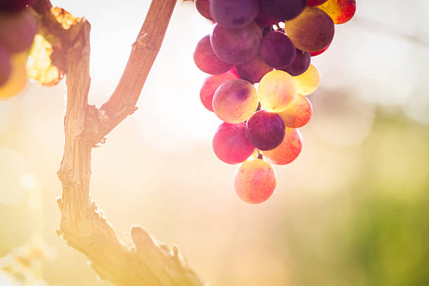 gros plan du raisin rouge dans le vignoble - sunlit grapes photos et images de collection