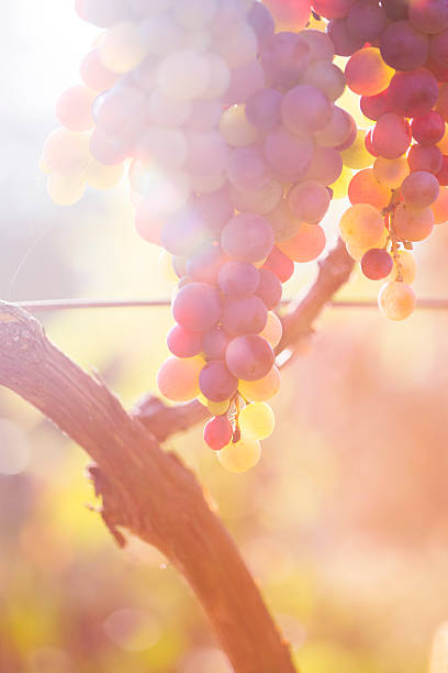 istock Close-up of Red grape in the vineyard 598145710