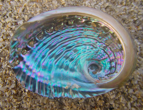 mother of pearl abalone shell on Western Australian beach