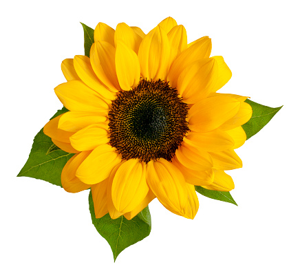 A photo of a shiny yellow sunflower with green leaves, shot from above on a white background