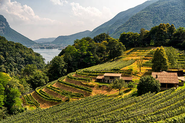 виноградник возле ароньо (тичино, швейцария) - ticino canton стоковые фото и изображения