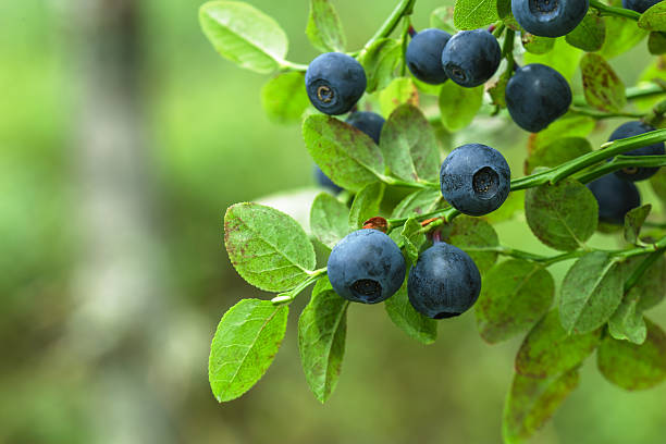 istock ripe blueberry on green bush for good vision 598149710
