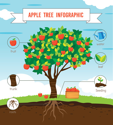 Apple tree infographic