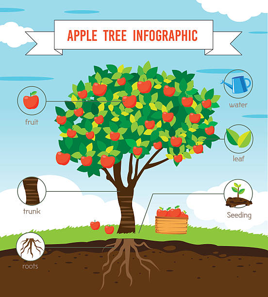 Apple tree infographic Apple tree infographic vector plant root growth cultivated stock illustrations