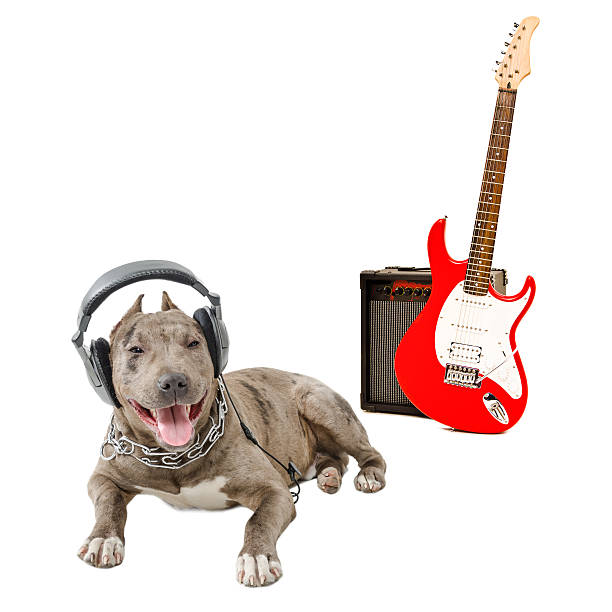 istock Pit bull in headphones and electric guitar 598150470