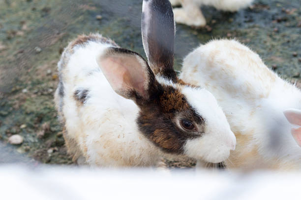 istock bunny rabbit on animal farm 598150774