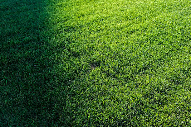 istock Perfect green grass lawn photo 598151416