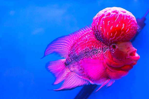istock Close-op Flowerhorn Cichlid fish on blue background 598155134