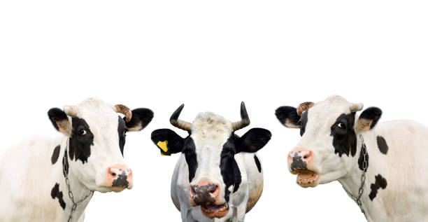 Three funny cow isolated on a white background Three funny cow isolated on a white background. Portrait of three cute cows. Group of cows talk to each other dairy cattle photos stock pictures, royalty-free photos & images