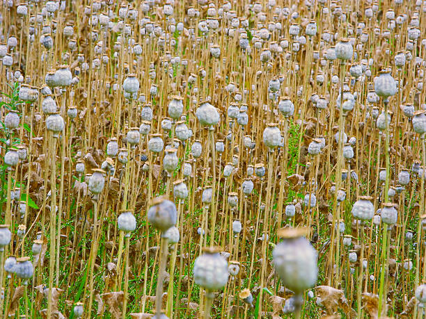 istock Ripe poppies on the field. 598155658