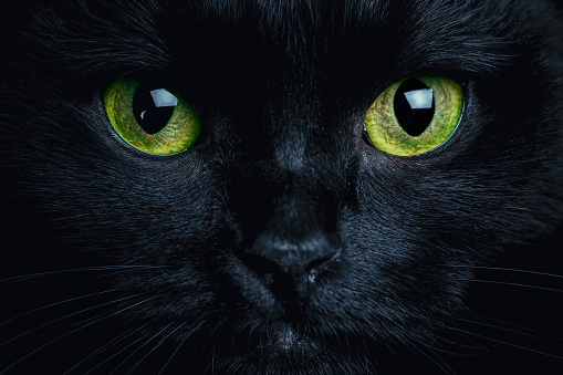 Close up photo of black cat. Witch cat. Halloween theme. 