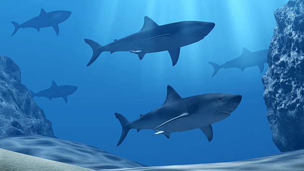 istock Flock of sharks underwater with sun rays in deep sea 598156802