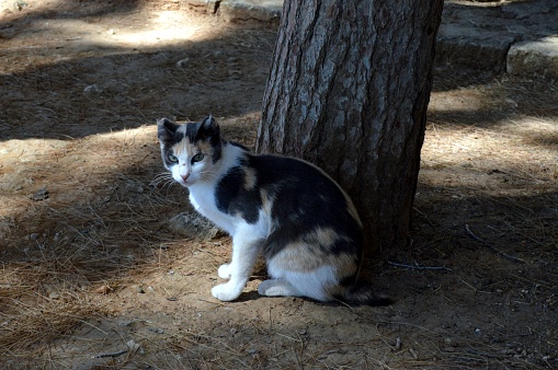 Cat play near a tree under the sun of the island of Crete.