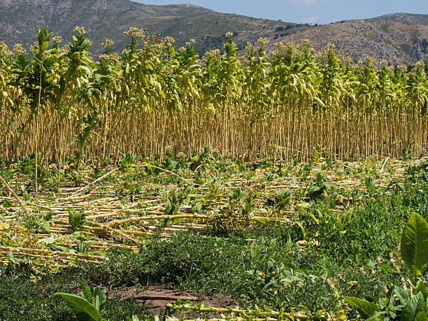 istock Tobacco Plantation 598157066