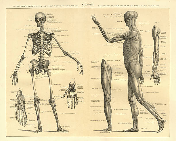 인간의 해부학 골격과 신체의 근육 - human bone the human body healthcare and medicine human skeleton stock illustrations