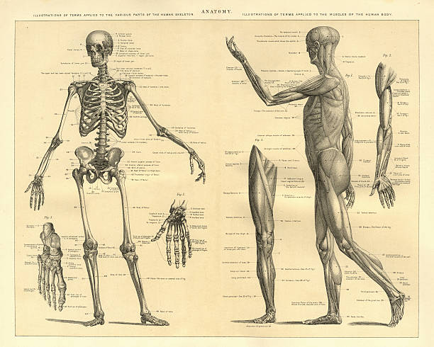 Human Anatomy Skeleton and muscles of the body Vintage engraving of Human Anatomy, the bones of the skeleton and muscles of the body, 1898 vintage medical diagrams stock illustrations