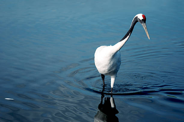 Red-crowned crane In the water foraging red-crowned crane. japanese crane stock pictures, royalty-free photos & images