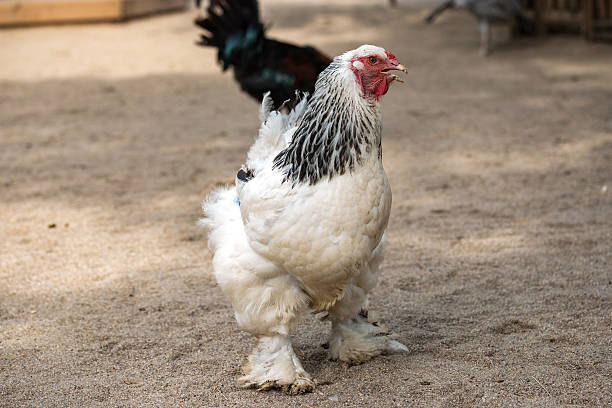 istock Chicken on the farm 598161120